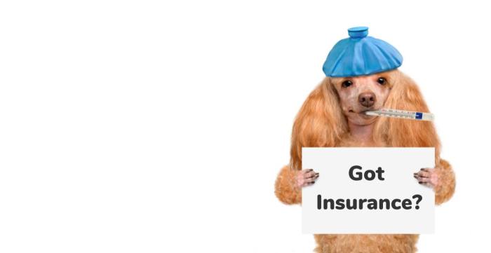 Pet australia claims bowwowinsurance