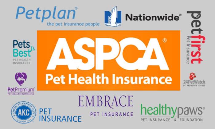 Insurance pet dog dogs dogmal top 10th updated november last am 2020 health