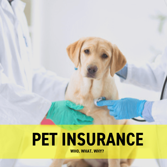 Insurance pet dog