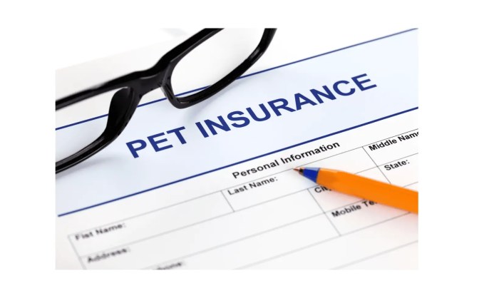 Pet insurance pets why owners invest should their za