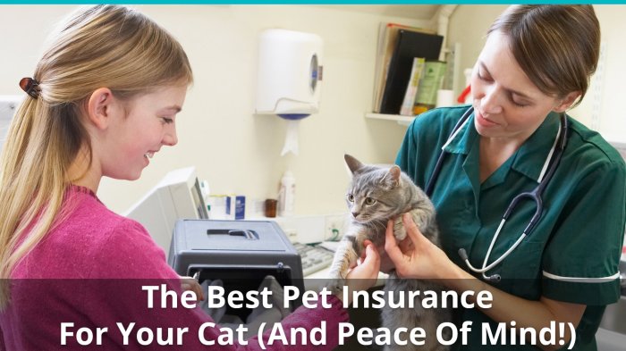 Insurance cat bow wow meow pet au cats rated