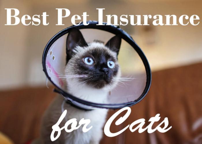 Insurance pet cats companies cat choose board