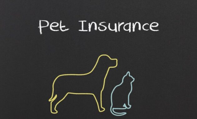 Insurance pet get furry finsmes deal tips friend right