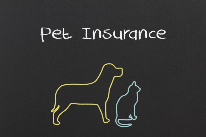 Insurance pet get furry finsmes deal tips friend right