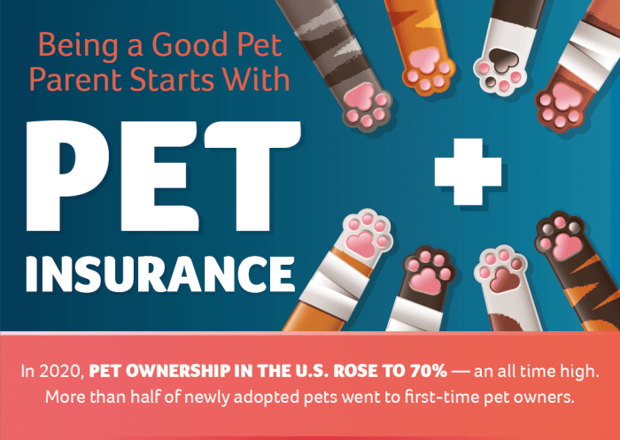 Insurance pet get furry finsmes deal tips friend right