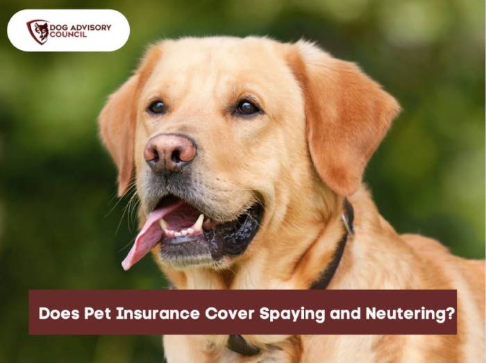 Does pet insurance cover spaying