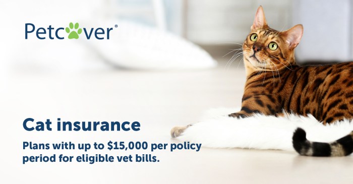 Insurance cat bow wow meow pet au cats rated