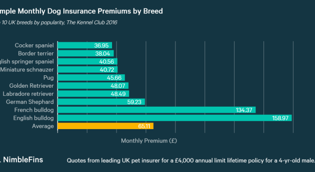 Insurance pet