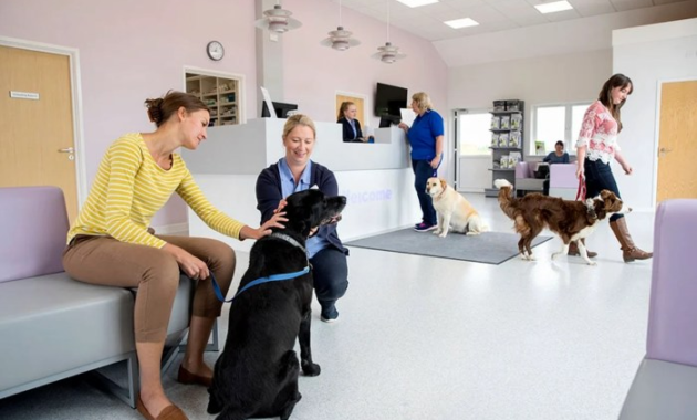 Veterinarian look